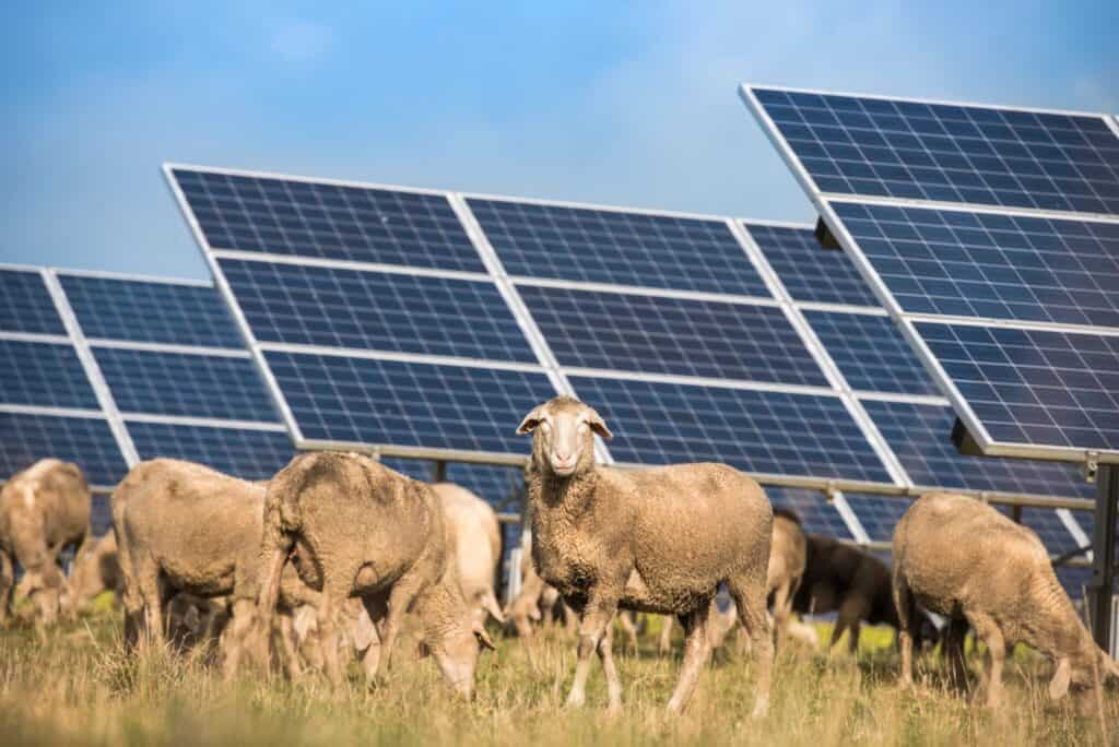 edp solar sheep 2048x1367 1 of EDP to advance 1.7 GW of solar and storage under Australia’s CIS edp-solar-sheep-2048x1367-1